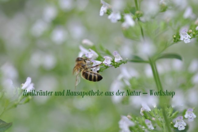 Heilkräuter und Hausapotheke aus der Natur – Workshop