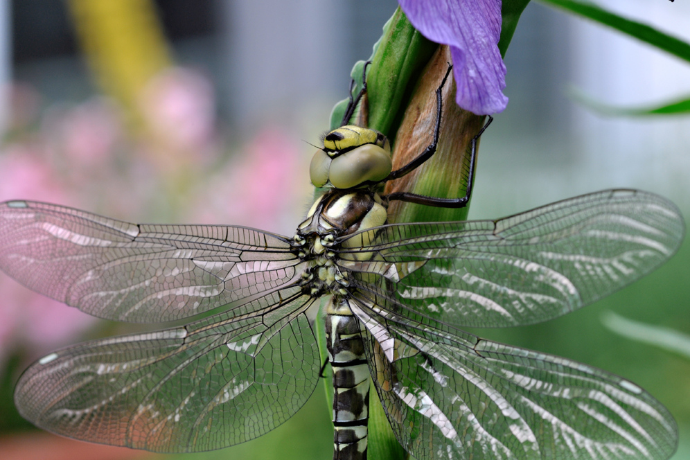 UFO-Nachrichten-Foto-Andrea-Weiler UFO-Nachrichten-Foto-Andrea-Weiler